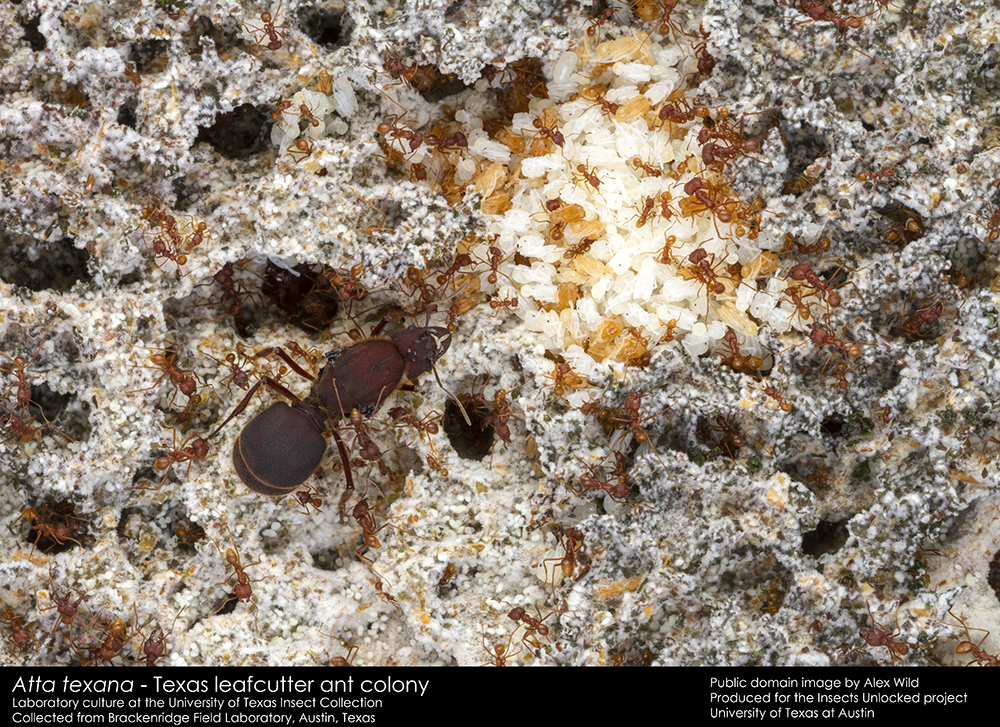Texas leafcutter ant (Atta texana) queen and colony.
