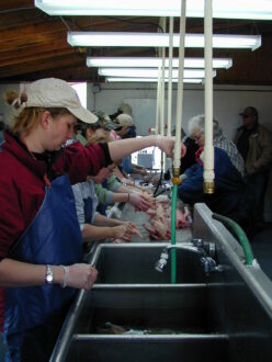 Women cleaning chickens at a sink