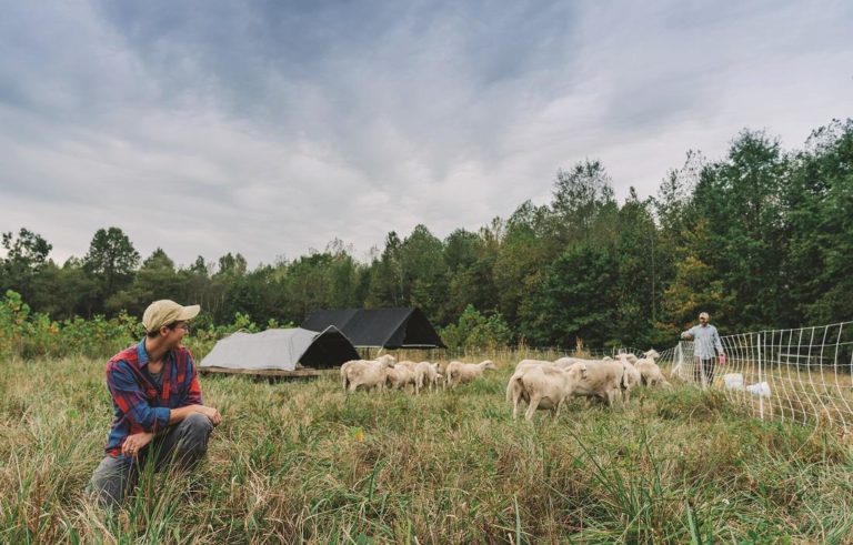 Two farmers in a field with their hogs Two farmers in a field with their hogs