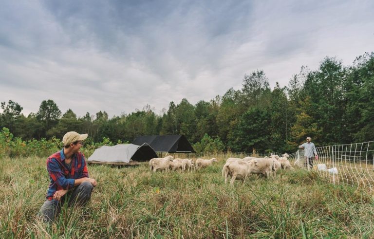 Two farmers in a field with their hogs