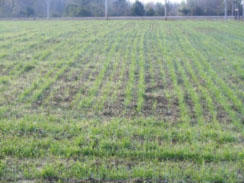 bermudagrass and sunn hemp mix bermudagrass and sunn hemp mix