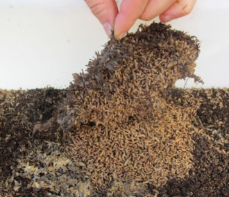 Black soldier fly larvae Black soldier fly larvae