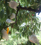 Bagged peaches still on a tree, protecting them from the outside