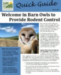 Barn Owl quick guide