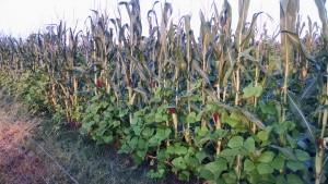 velvet beans and corn velvet beans and corn