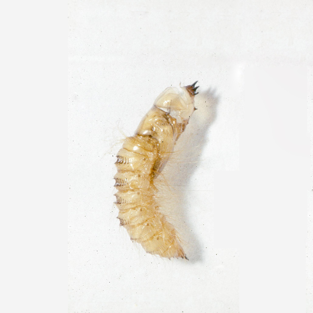 Cream colored bee fly larva