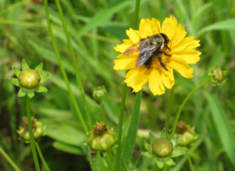 Bee pollinating a wildflower Bee pollinating a wildflower