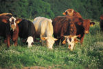 cows eating grass