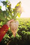 Farmer holding sugar beet in sunlight