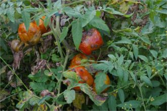 BMSB damage on bell peppers BMSB damage on bell peppers