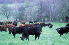 Cattle producers can make a fairly easy transition to organic production. This Benton, Ark., rancher rotates his herd through paddocks every three weeks in an intensive grazing system.