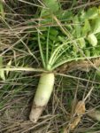 An uprooted radish plant on the ground, showing root and leaves