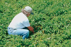 Extension Agent Betsy Gal-lagher takes soil samples to reduce root-damaging nematodes in potatoes and soybeans.