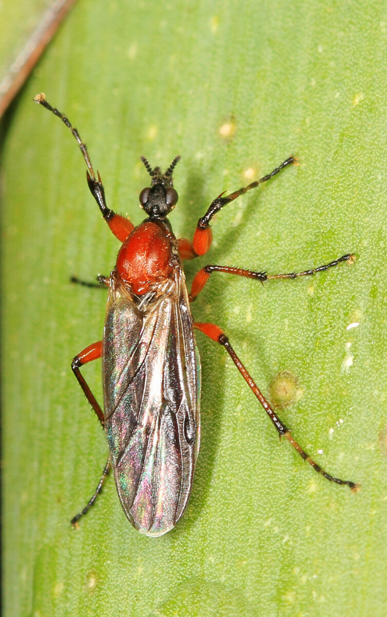 March fly (Bibio spp.) female adult.