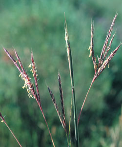 Big Bluestem growing outside