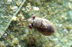 Hemiptera: Lygaeidae Big-eyed bug with whitefly   (Geocoris spp.)