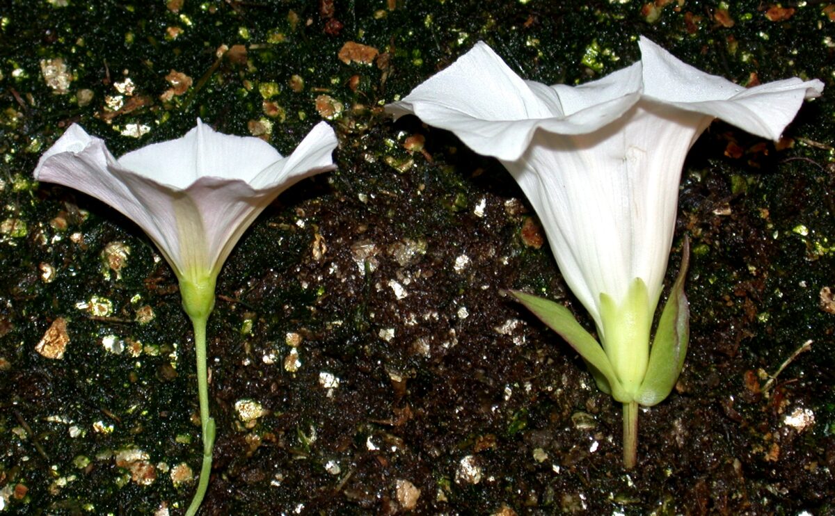 Field bindweed in two different sizes, laying down next to each other
