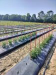 A field of plasticulture tomatoes.