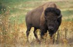 Bison by Jack Dykinga, USDA-ARS