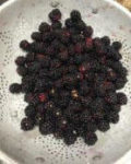 Blackberries A bowl of blackberries