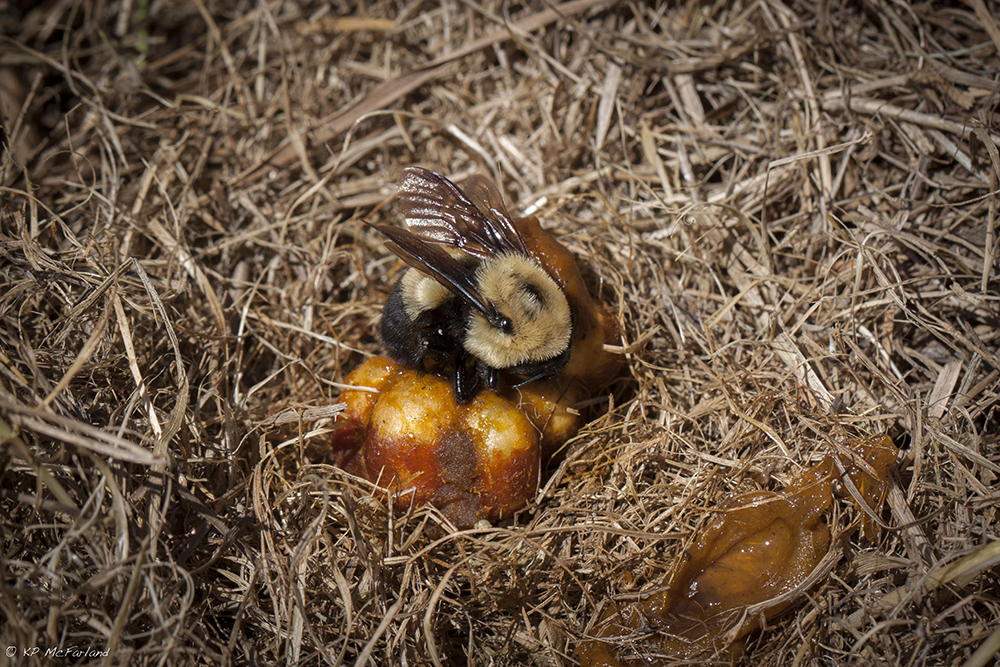 Brown-belted Bumble Bee (Bombus griseocollis) nest
