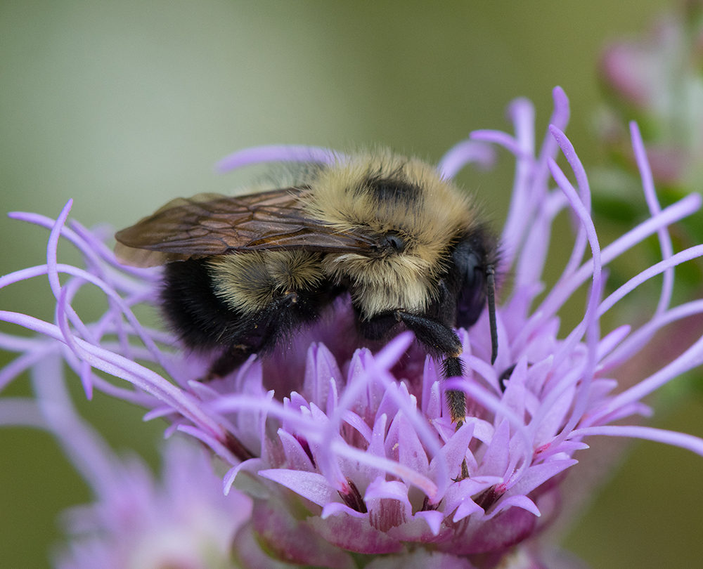 Bumble bee on gayfeather flower.