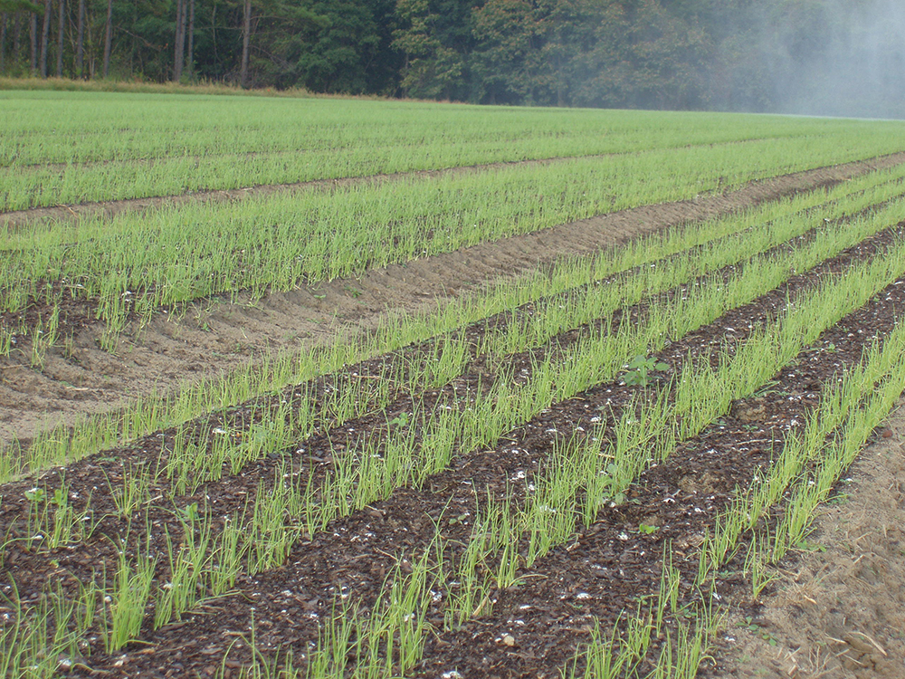 field of onion plants