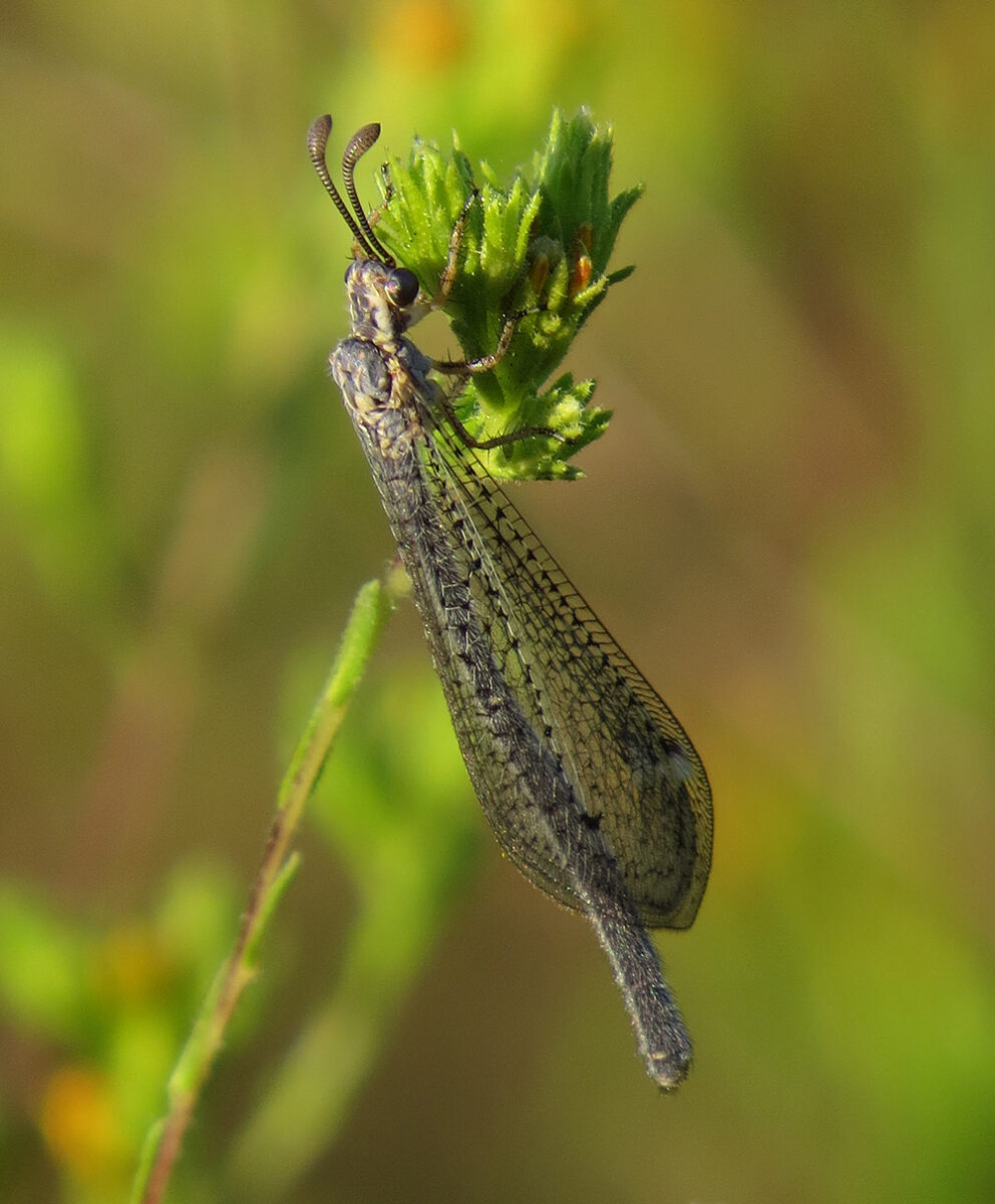 Antlion hanging from plant. Long wings slender body. 