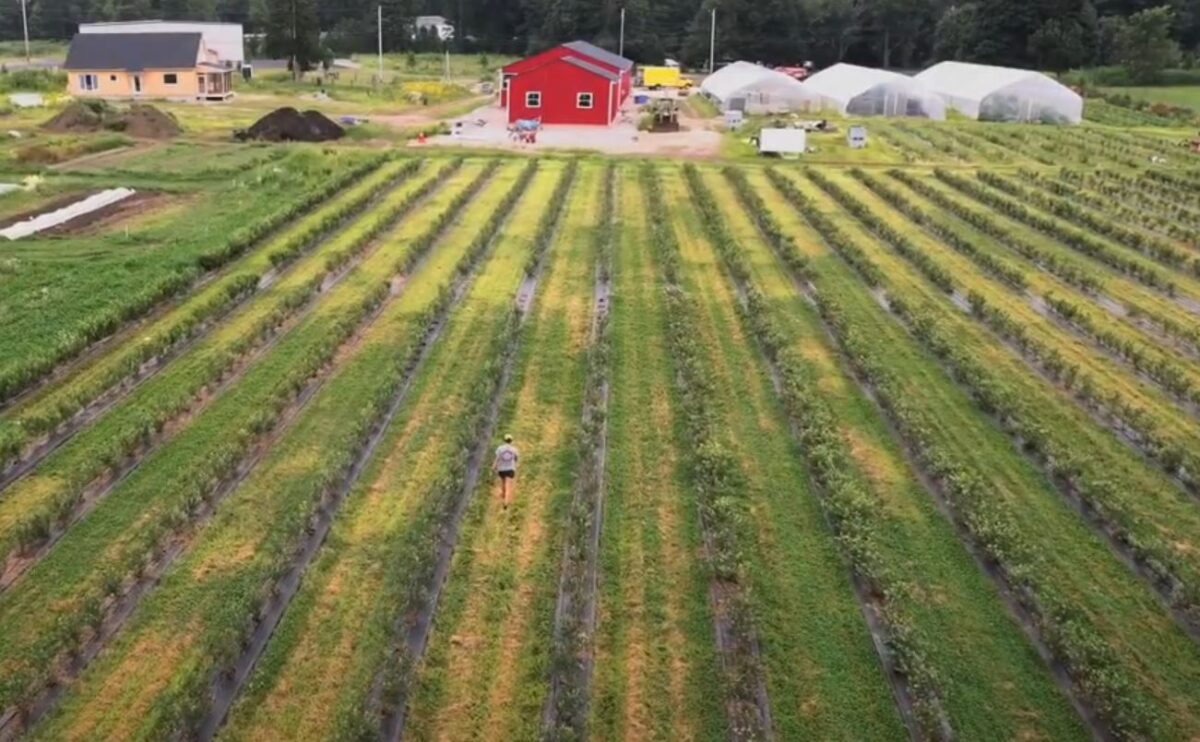 Overhead view of rows of crops on a small farm with red outbuilding in the background.