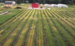 Overhead view of rows of crops on a small farm with red outbuilding in the background.