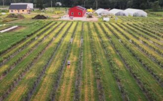 Overhead view of rows of crops on a small farm with red outbuilding in the background.
