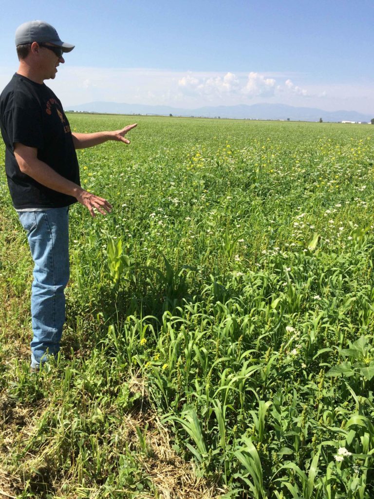 Man in potato field Man in potato field