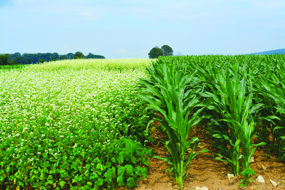 A field of buckwheat next to a field of corn
