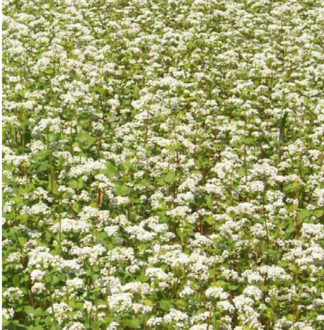 Buckwheat field with white blooms