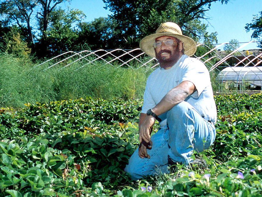 Man kneeling in vegetable beds.