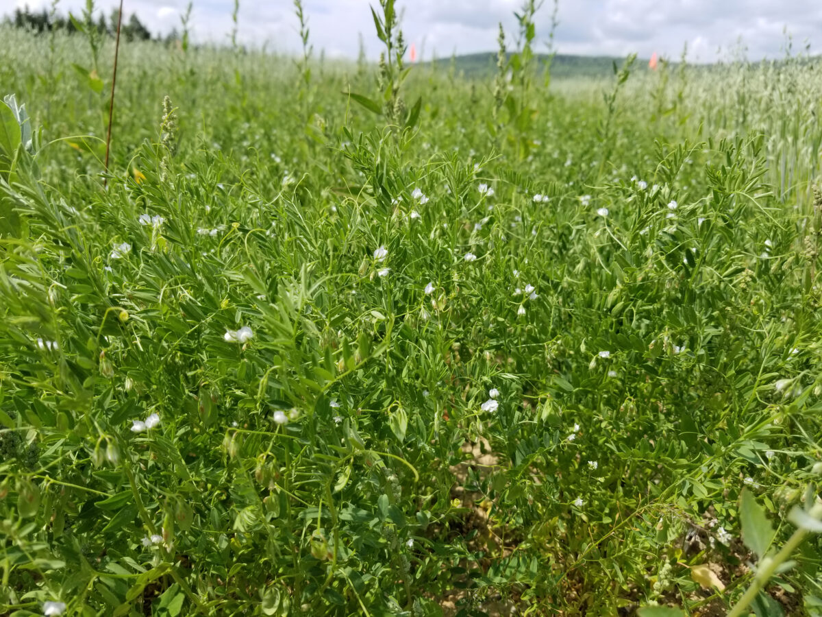 close up of tall red lentil plants