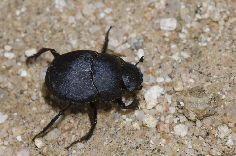 Black dung beetle on sand.