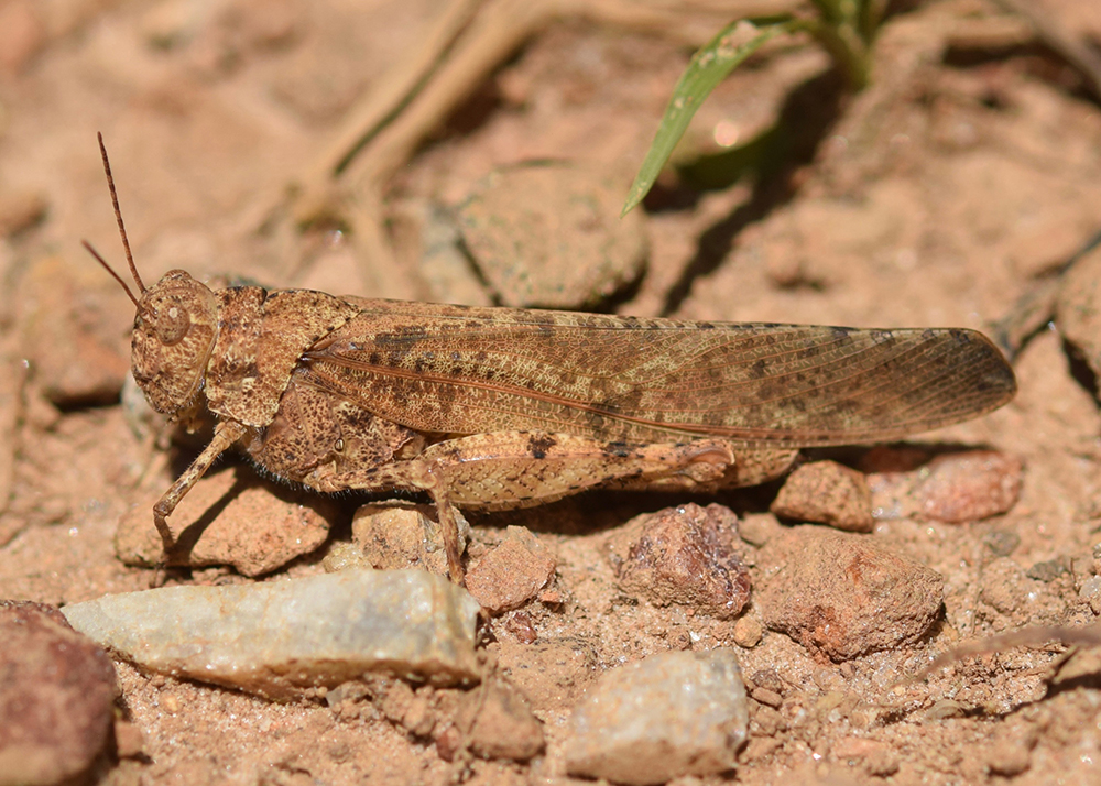 Tan bodied grasshoper blending into soil background. 