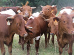 group of brown and white cattle with orange ear tags standing in grass