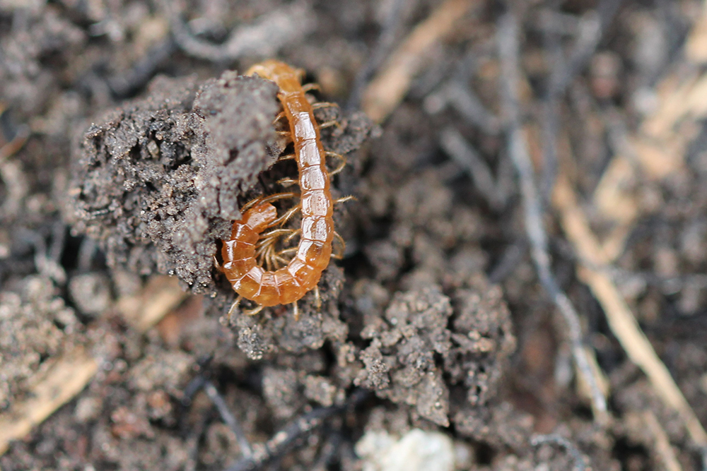 Centipede burrowing into soil