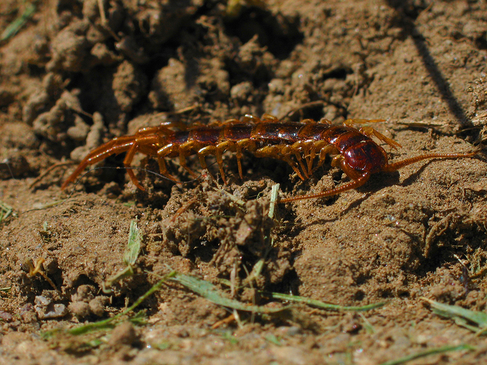 Red colored Centipede on soil.