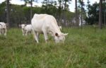 Charolais Cow in the field with Calves
