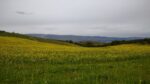 flowering cover crop blend in out of rotation orchard
