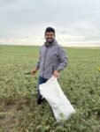 Graduate student collects samples in a chickpea field in Montana