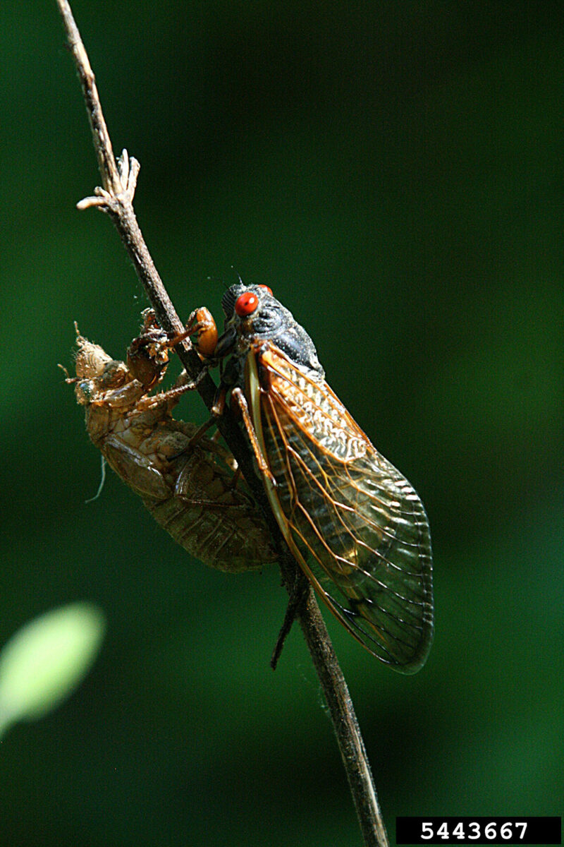 Adult periodical cicada dark bodied with green markings, bulging eyes, short antennae.