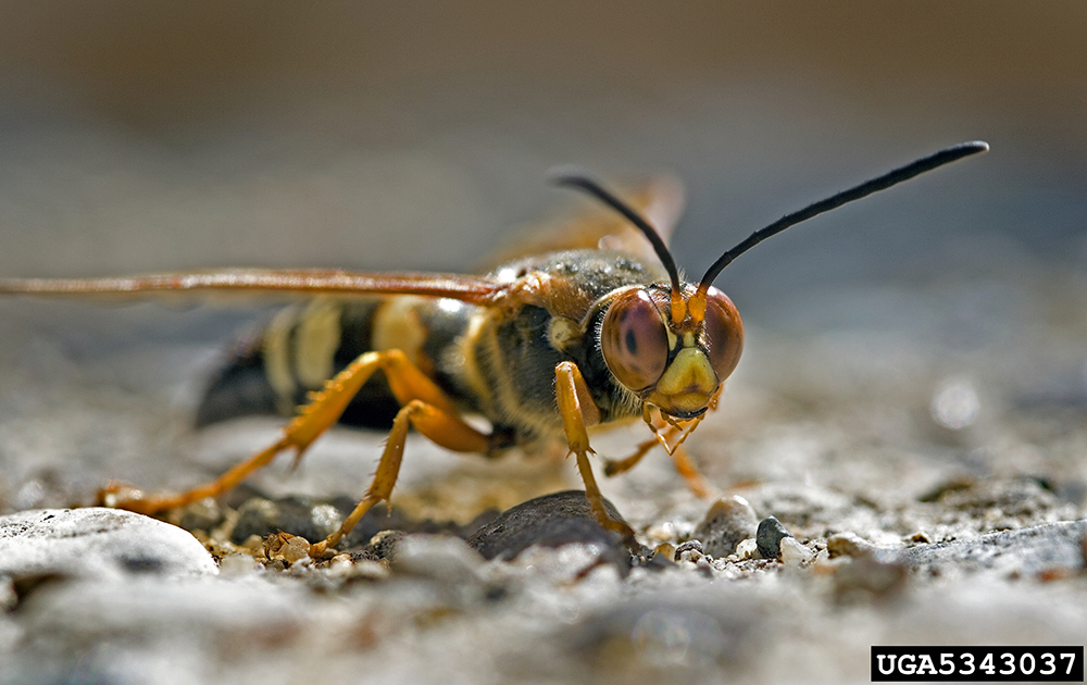 Cicada killer wasp (Sphecius speciosus) adult.