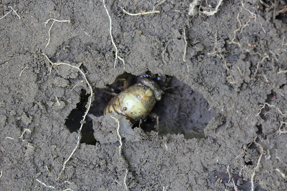 Cicada nymph in burrow below soil with soil roots showing. 