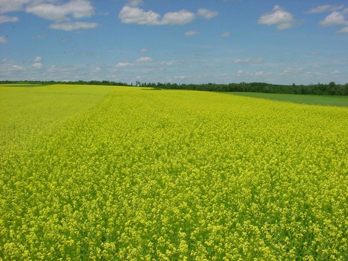 Field of canola