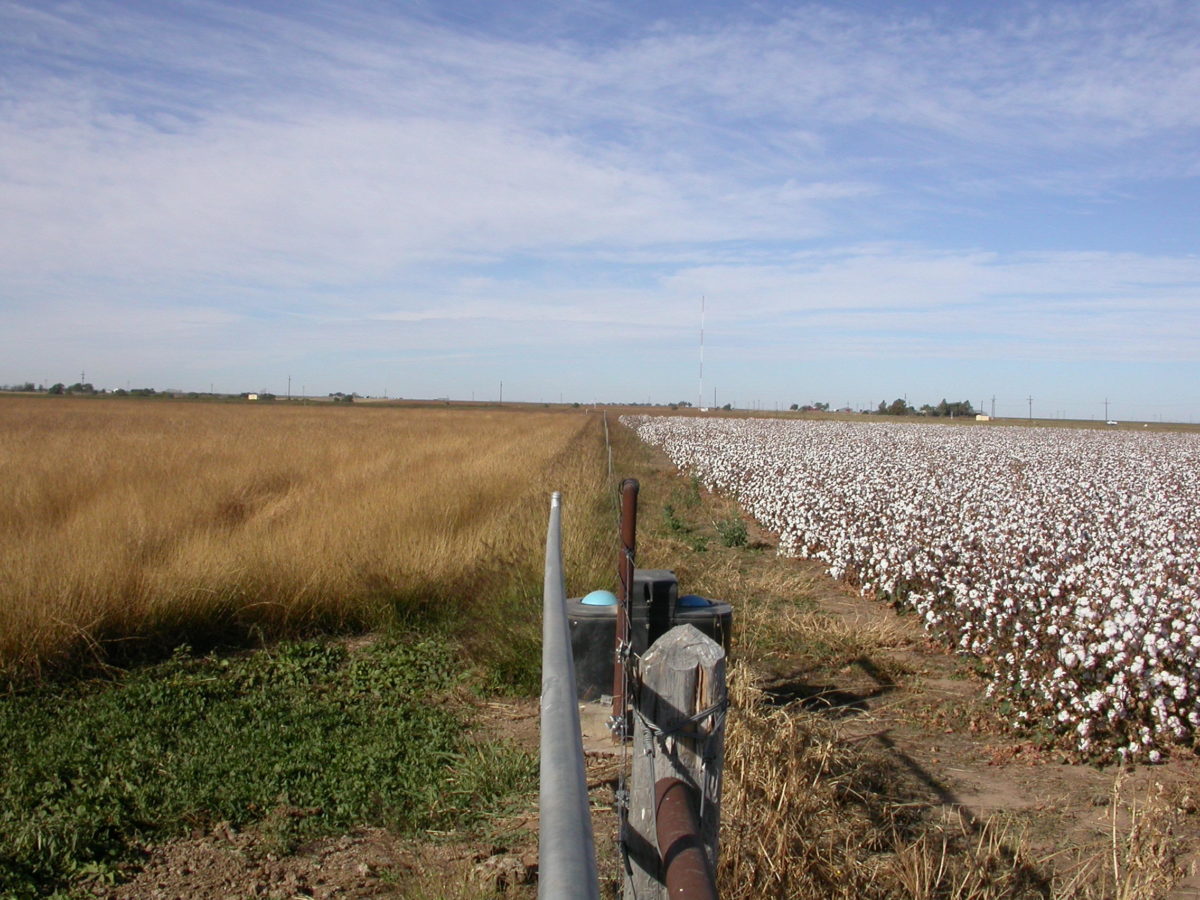 Fields of grass and cotton next to each other.