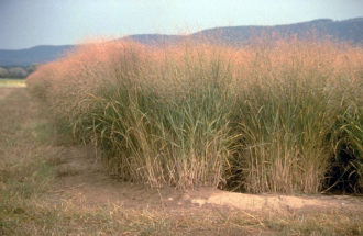 A stand of switchgrass